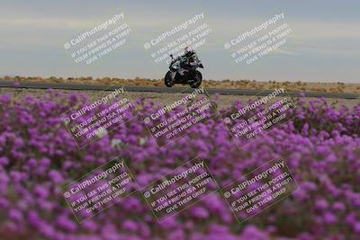 media/Jan-14-2023-SoCal Trackdays (Sat) [[497694156f]]/Turn 14 Exit Bloomig (145pm)/